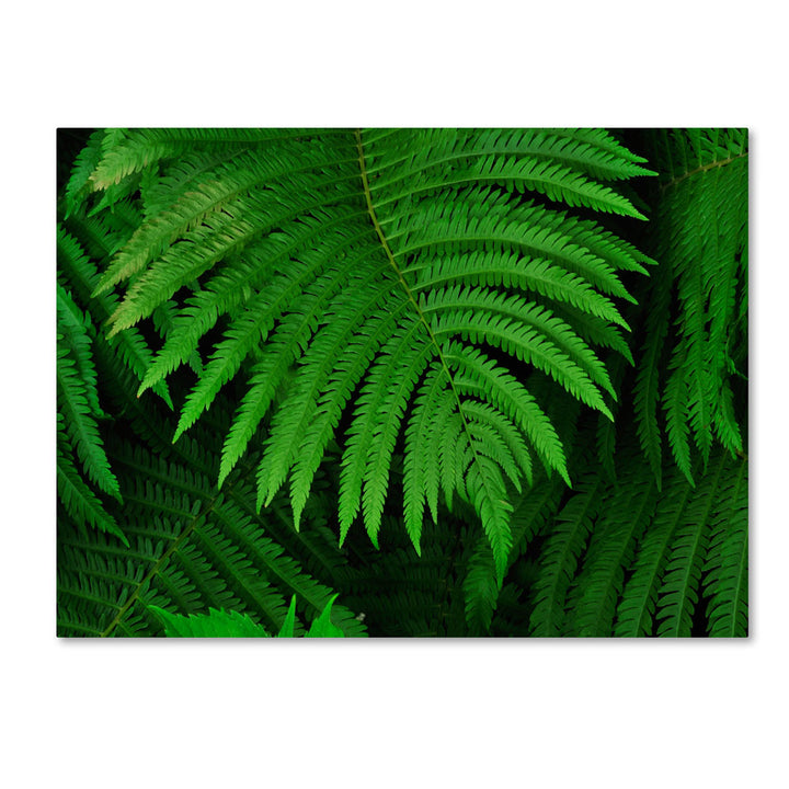 Kurt Shaffer Healing Ferns 14 x 19 Canvas Art Image 1