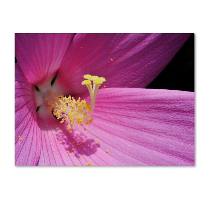 Kurt Shaffer Inside a Pink Hibiscus 14 x 19 Canvas Art Image 1