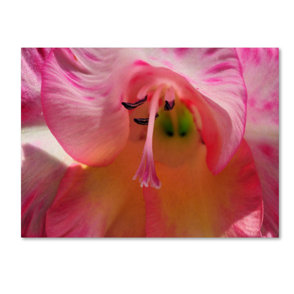 Kurt Shaffer Inside a Lily 14 x 19 Canvas Art Image 1