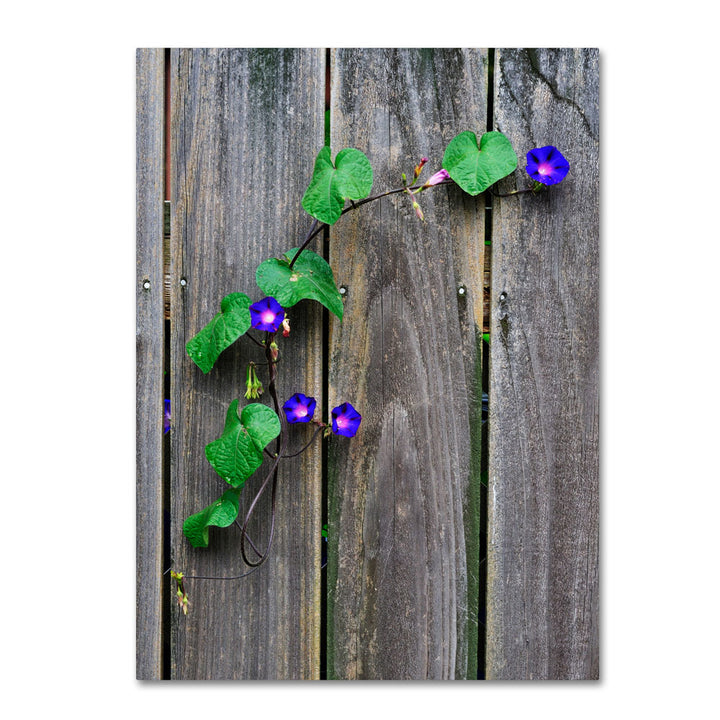 Kurt Shaffer Morning Glory Fence 14 x 19 Canvas Art Image 1