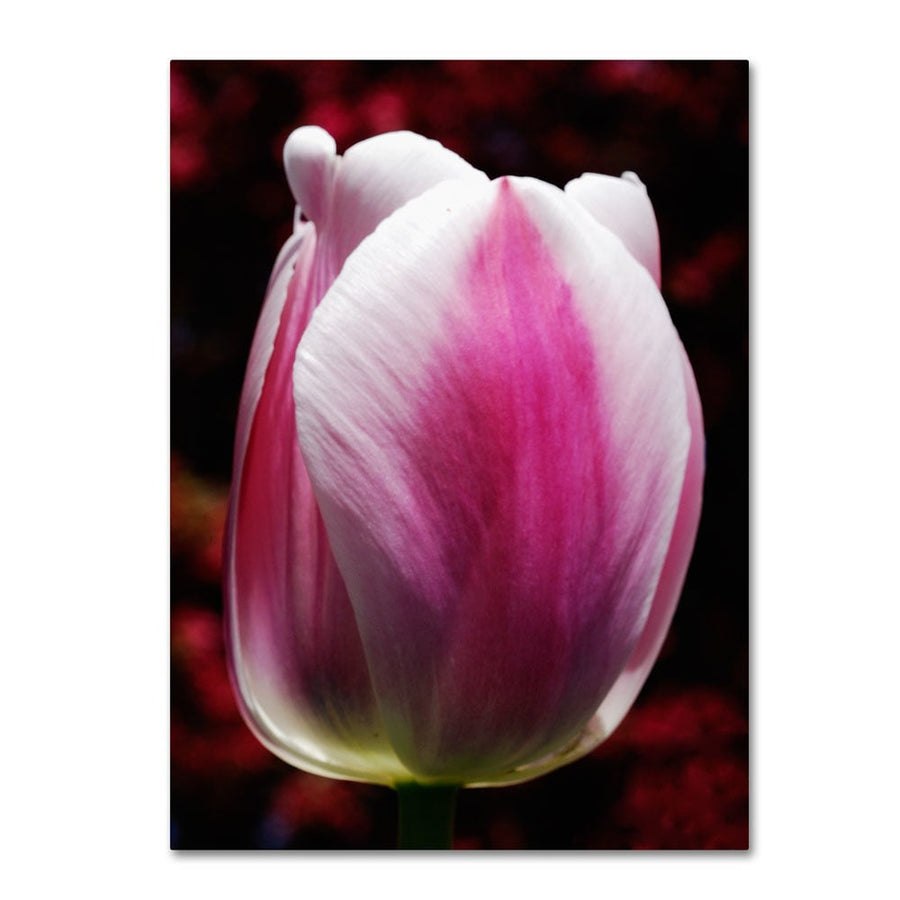 Kurt Shaffer Perfect Pink and White Tulip 14 x 19 Canvas Art Image 1