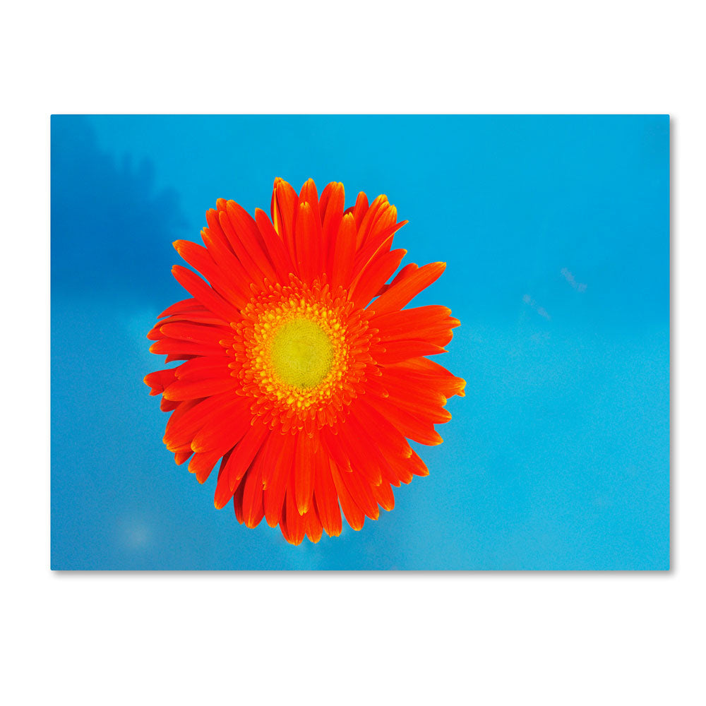 Kurt Shaffer Orange and Blue 14 x 19 Canvas Art Image 1