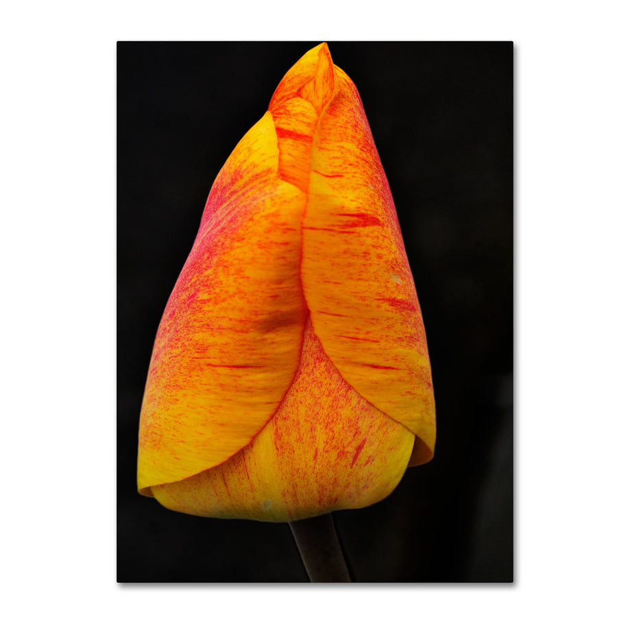 Kurt Shaffer Perfect Red and Yellow Tulip 14 x 19 Canvas Art Image 1