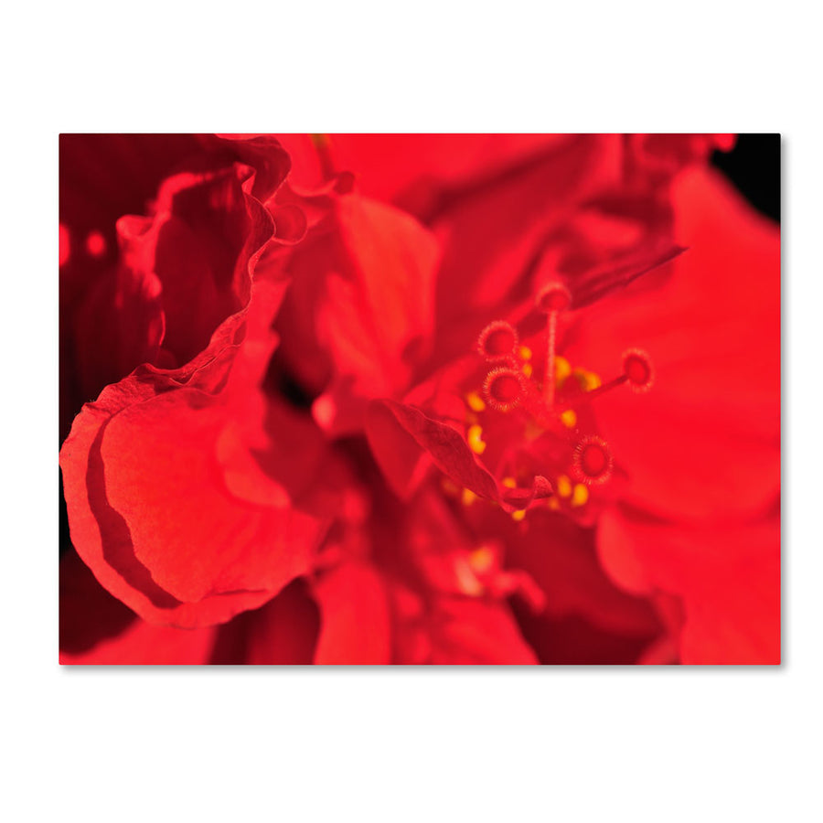 Kurt Shaffer Red Red Hibiscus 14 x 19 Canvas Art Image 1