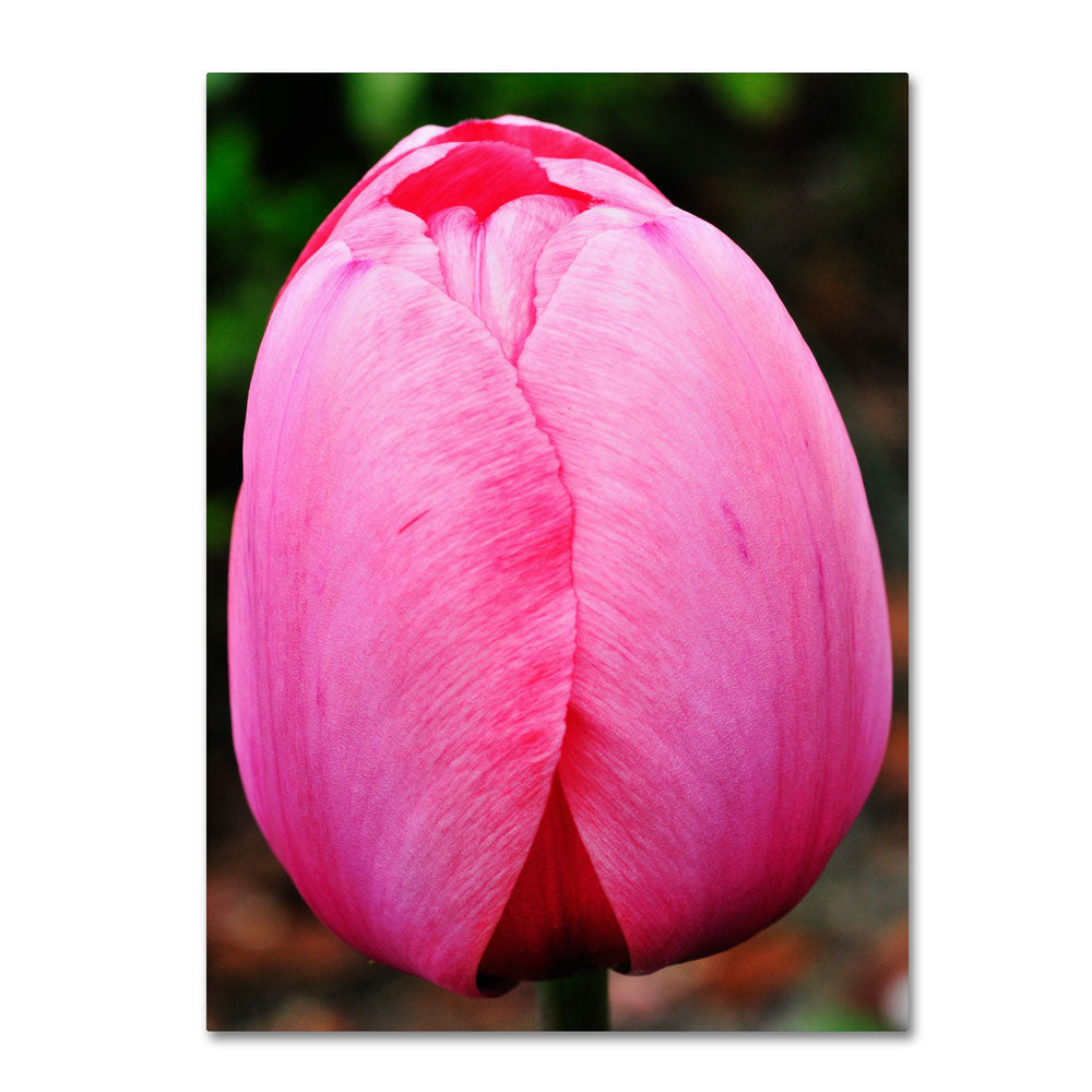 Kurt Shaffer Perfect Pink Tulip 14 x 19 Canvas Art Image 1