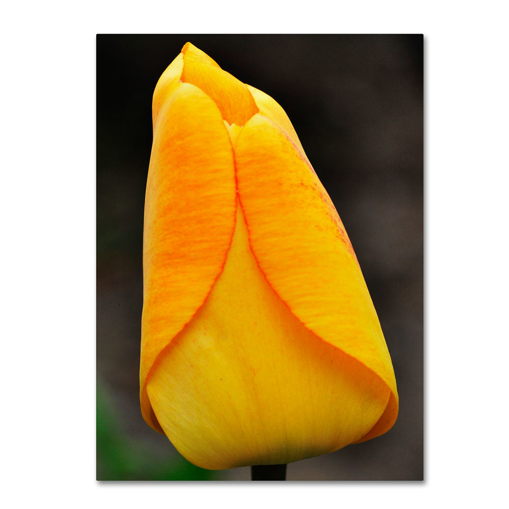 Kurt Shaffer Perfect Yellow Tulip 14 x 19 Canvas Art Image 1