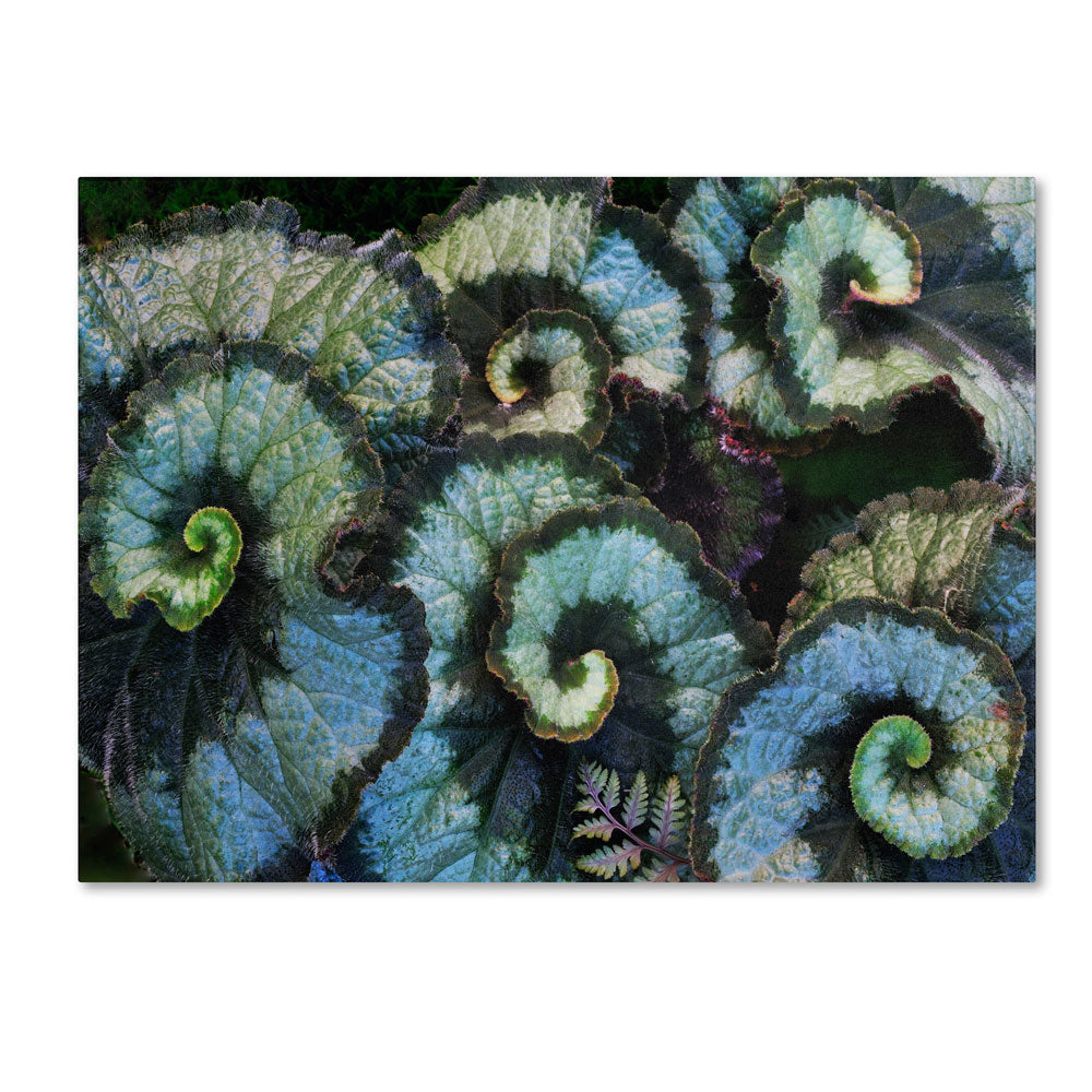 Kurt Shaffer Escargo Begonia Leaves 14 x 19 Canvas Art Image 1