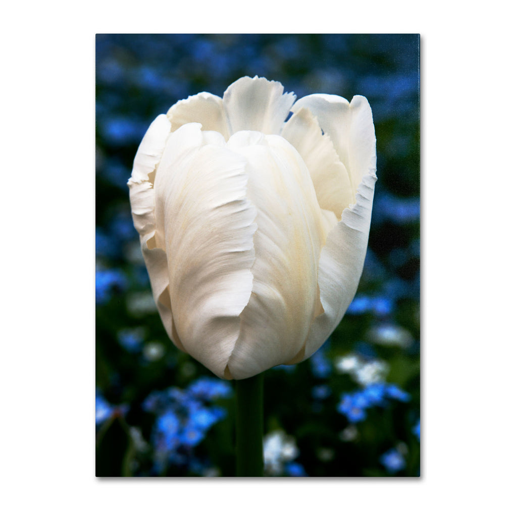 Kurt Shaffer Parrot Tulip 14 x 19 Canvas Art Image 2