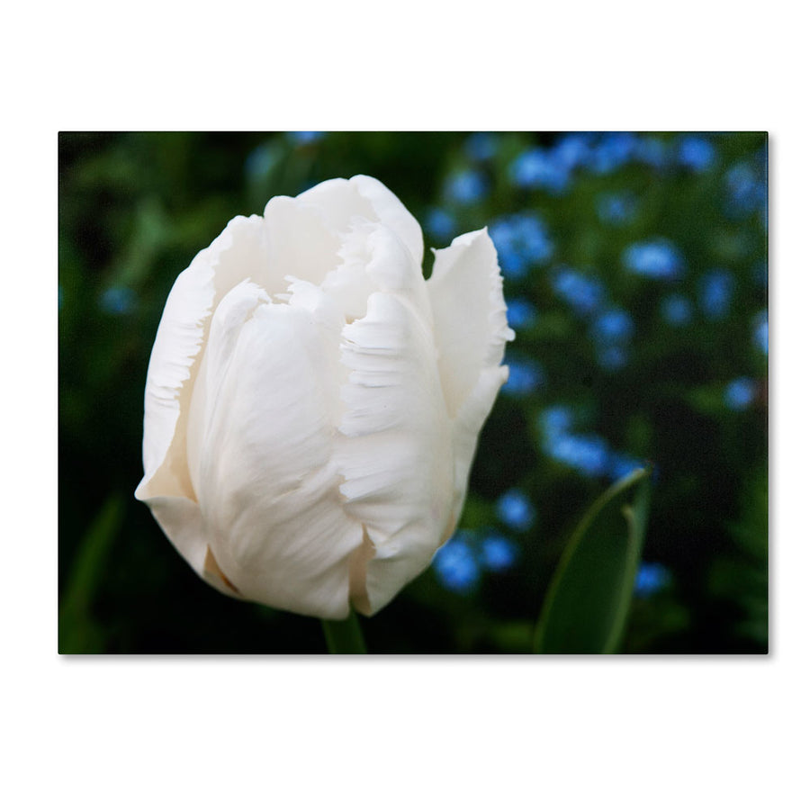 Kurt Shaffer White Parrot Tulip II 14 x 19 Canvas Art Image 1