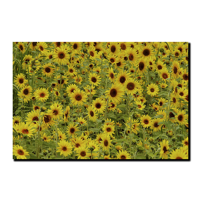 Kurt Shaffer A Sunflower Day 14 x 19 Canvas Art Image 1