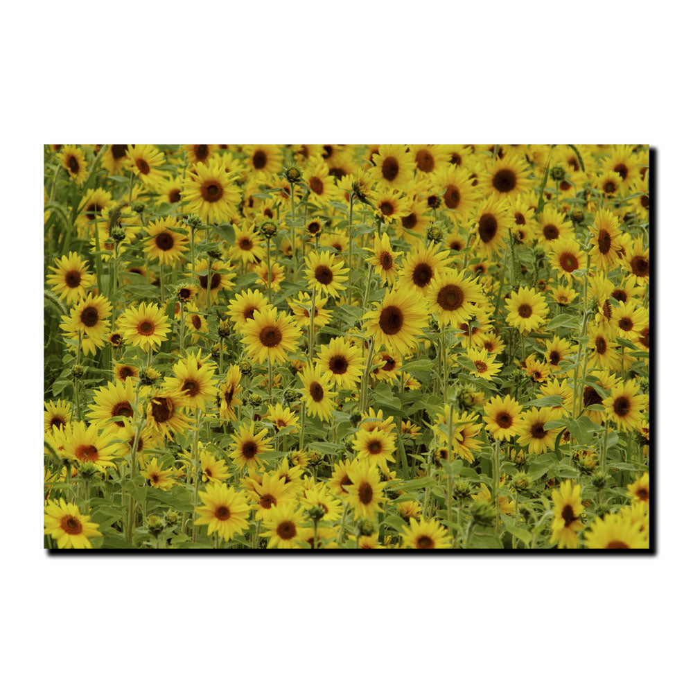 Kurt Shaffer A Sunflower Day 14 x 19 Canvas Art Image 2