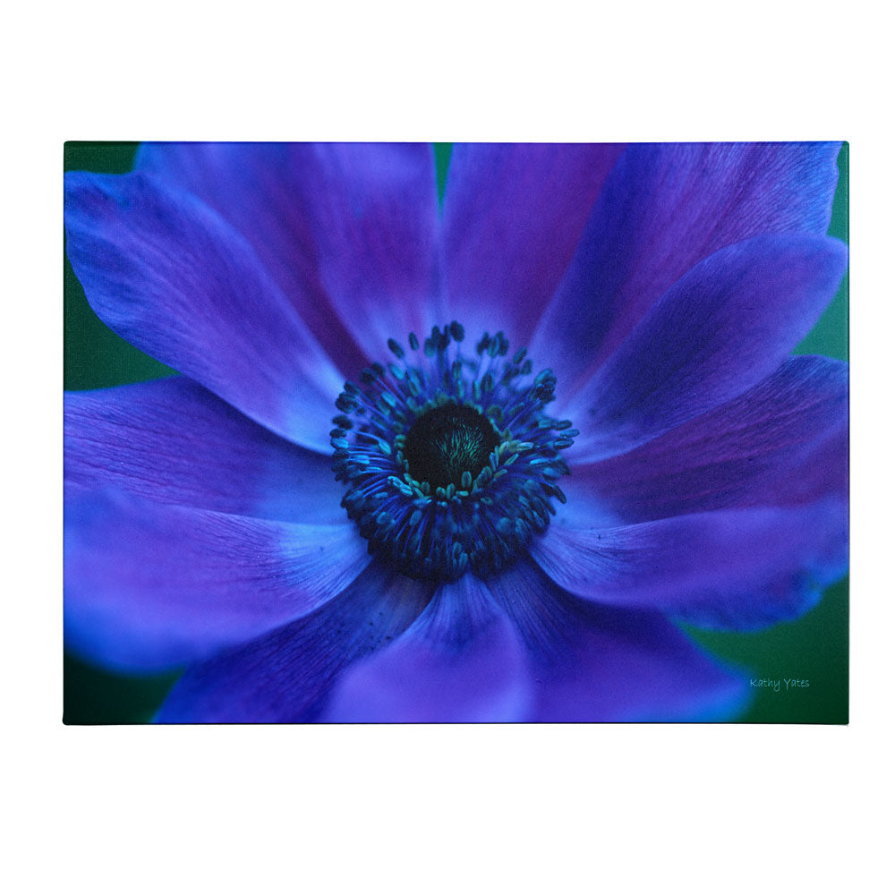 Kathy Yates Beautiful Anemone 14 x 19 Canvas Art Image 1