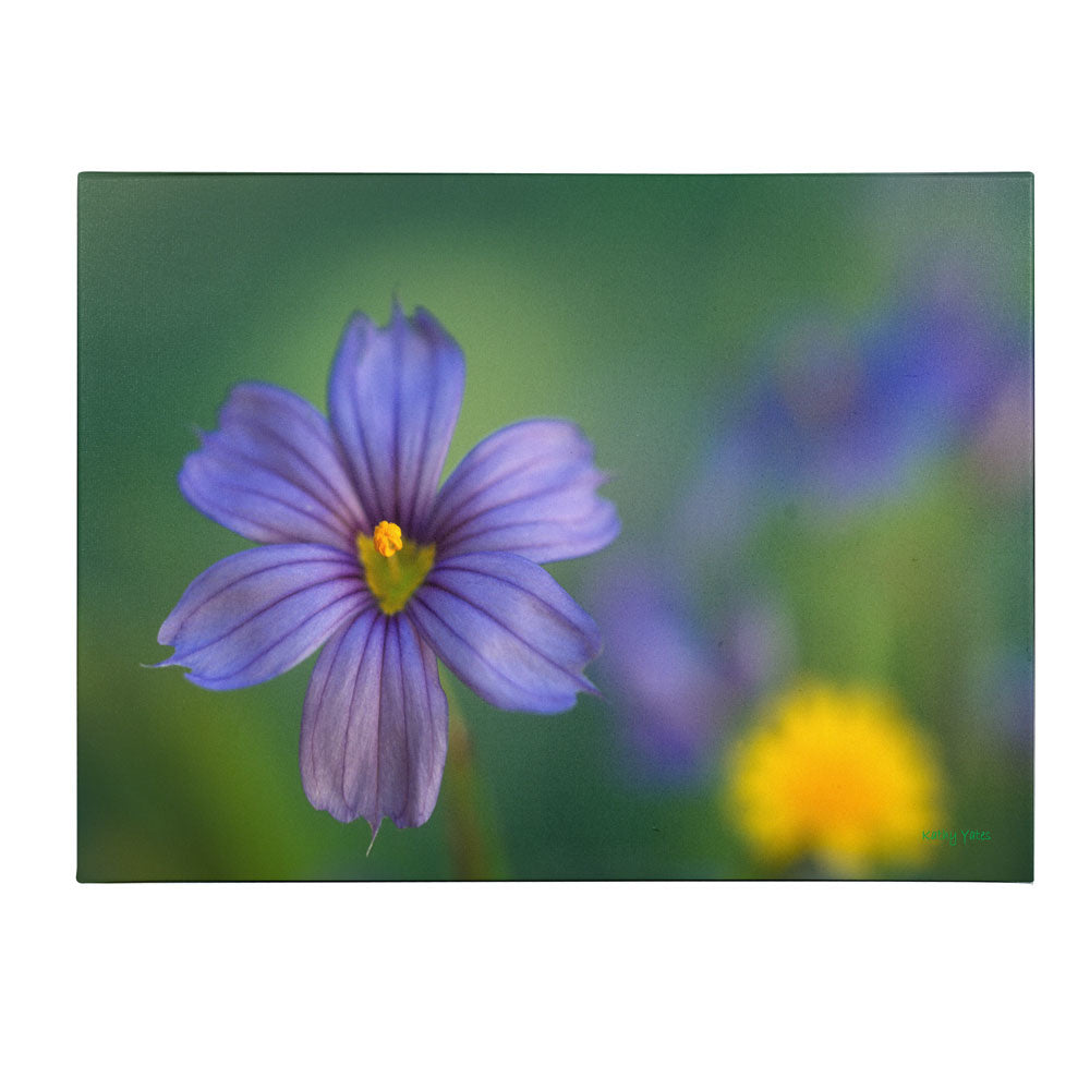 Kathy Yates Blue Eyed Grass 14 x 19 Canvas Art Image 1