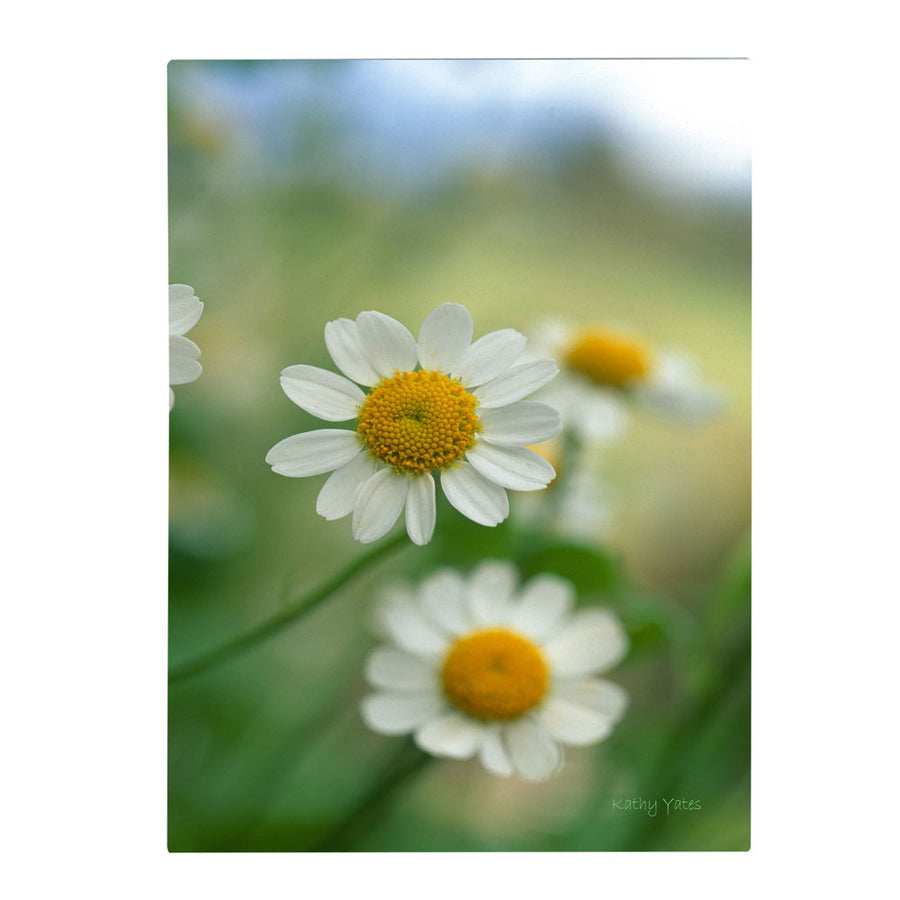 Kathy Yates Chamomile 14 x 19 Canvas Art Image 1