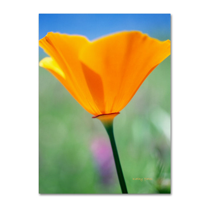 Kathy Yates California Poppy Closeup 14 x 19 Canvas Art Image 1