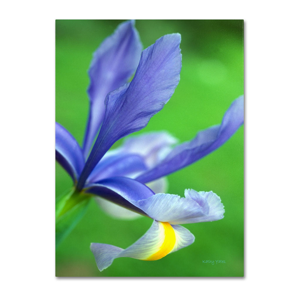 Kathy Yates Spring Iris 14 x 19 Canvas Art Image 1