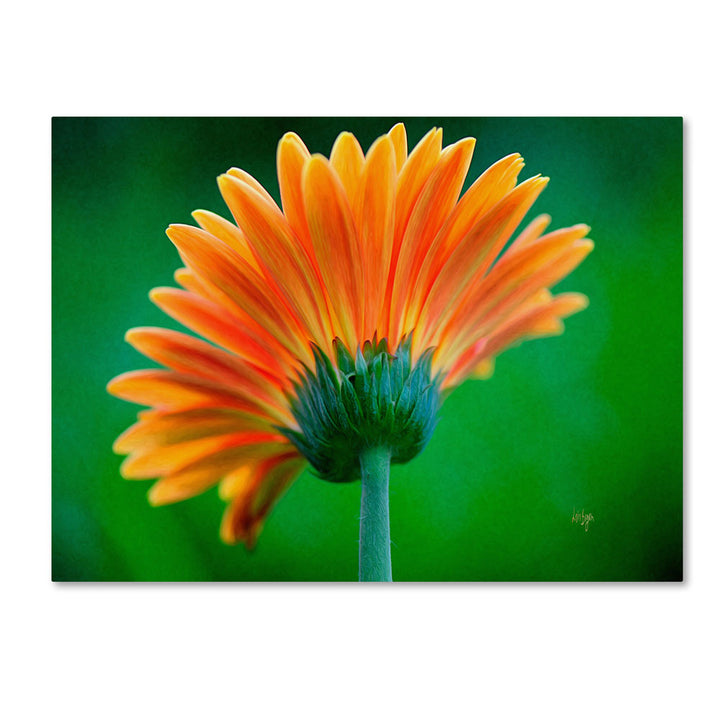 Lois Bryan Orange Burst 14 x 19 Canvas Art Image 1