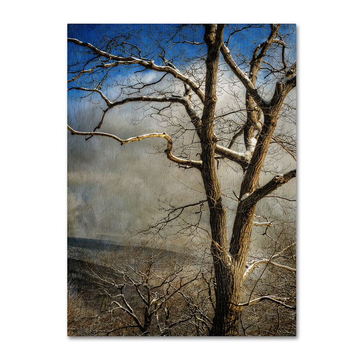 Lois Bryan Tree In Winter 14 x 19 Canvas Art Image 1