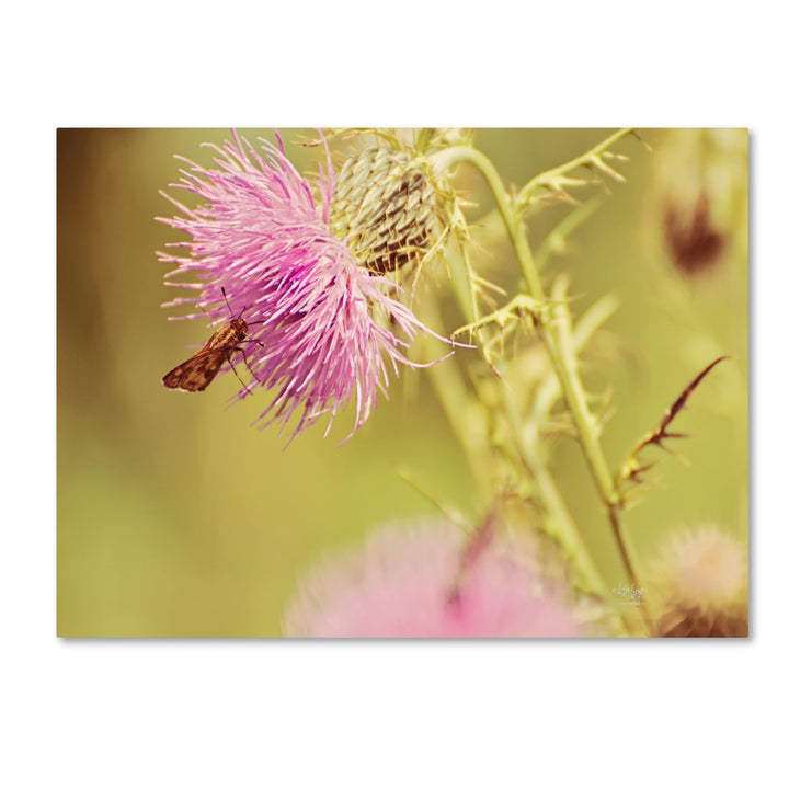 Lois Bryan Skipper On Pink Thistle 14 x 19 Canvas Art Image 2