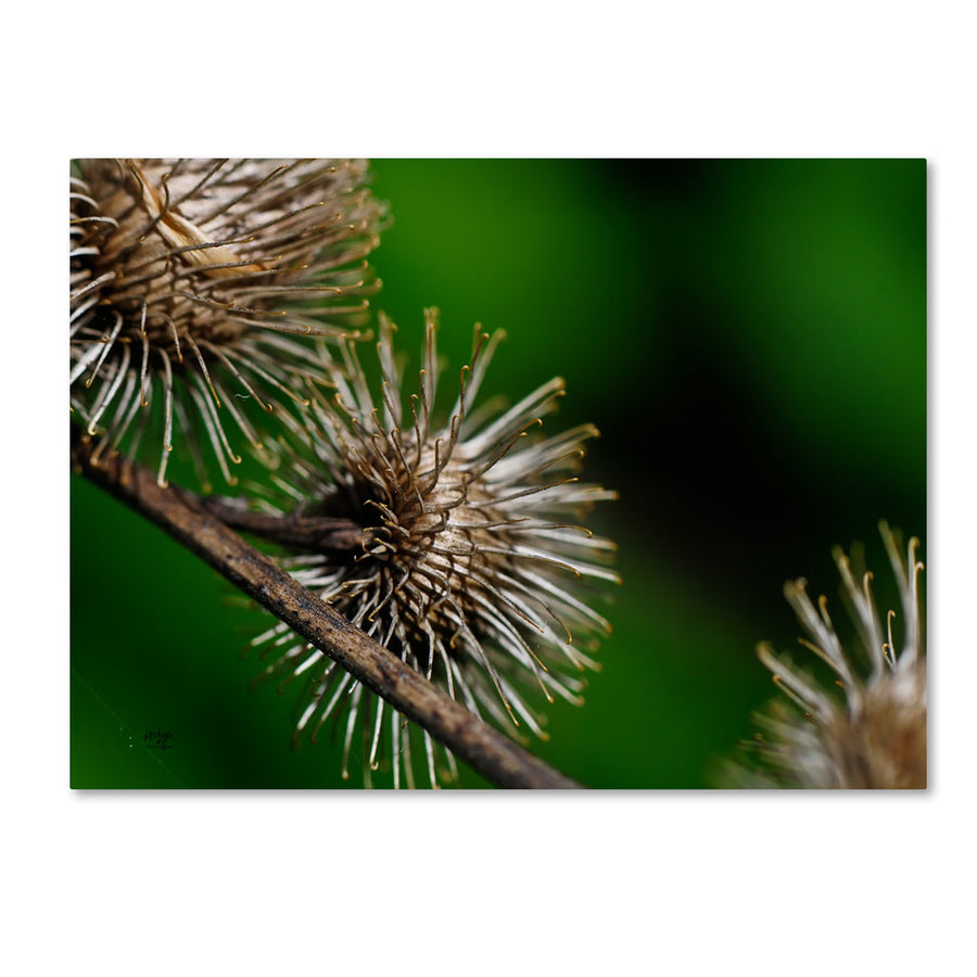 Lois Bryan Prickly 14 x 19 Canvas Art Image 1