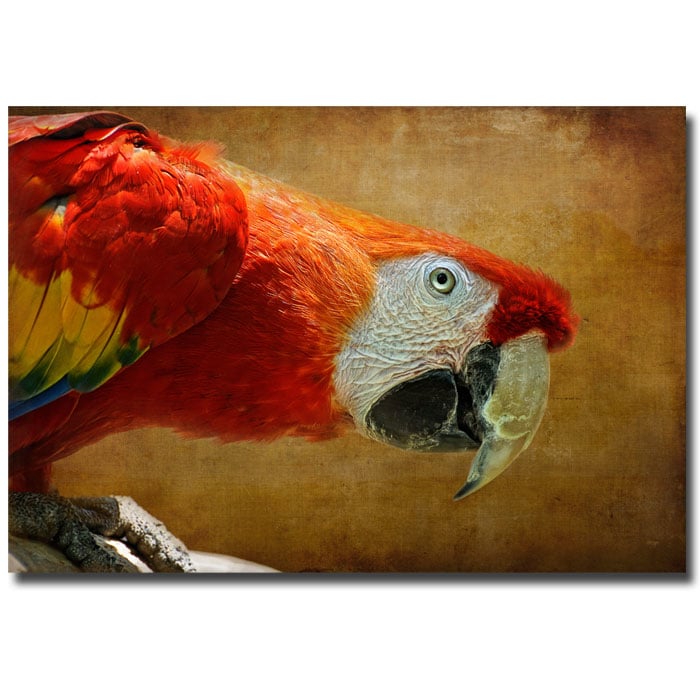 Lois Bryan Colorful Bird 14 x 19 Canvas Art Image 1