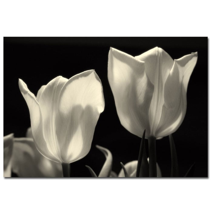 Martha Guerra Tulips 14 x 19 Canvas Art Image 1