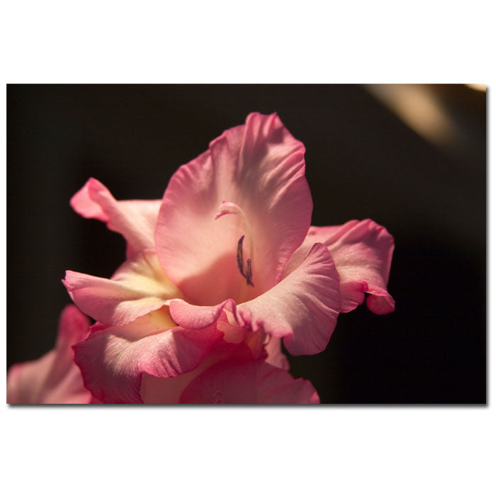 Martha Guerra Pink Lily 14 x 19 Canvas Art Image 1