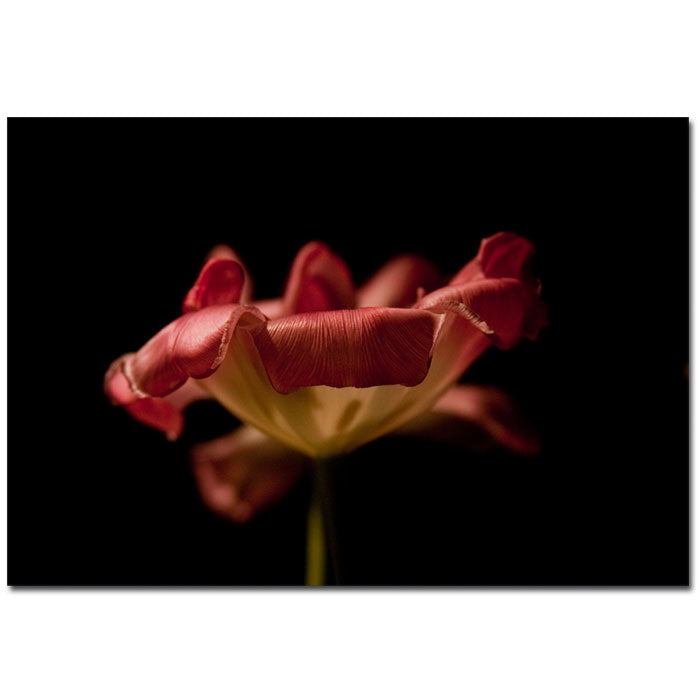 Martha Guerra Tulip 14 x 19 Canvas Art Image 1