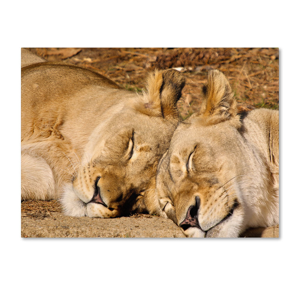 CATeyes National Zoo - Lions 14 x 19 Canvas Art Image 1