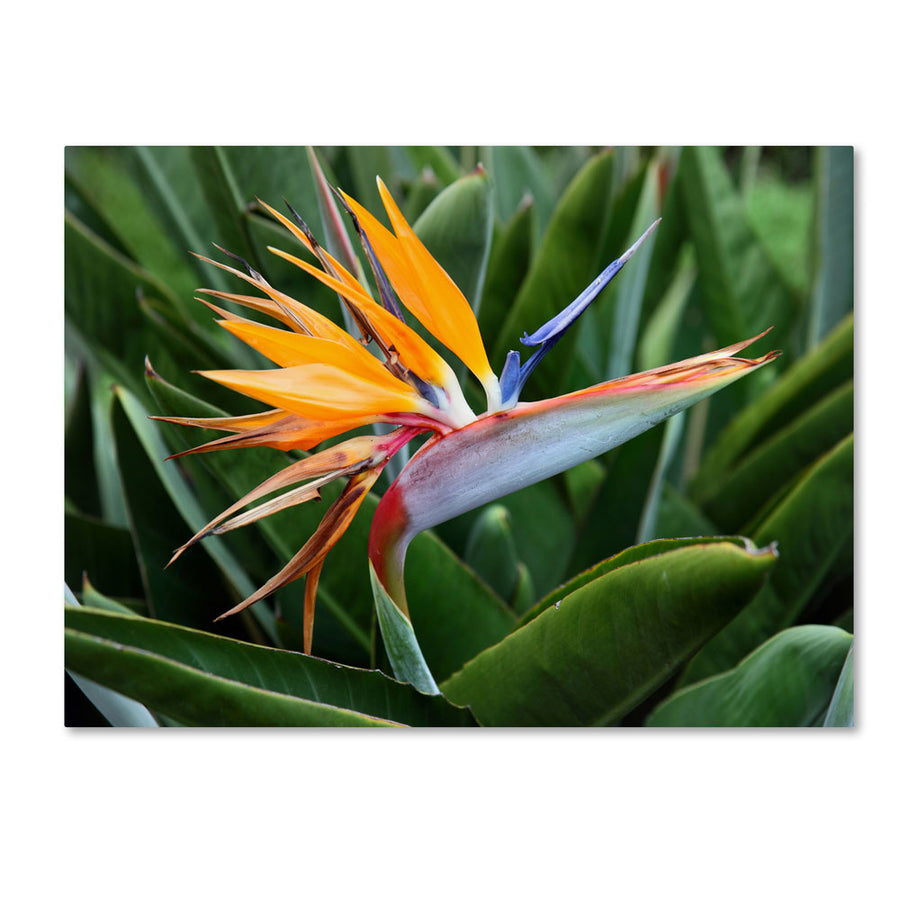 Pierre Leclerc Bird of Paradise 14 x 19 Canvas Art Image 1