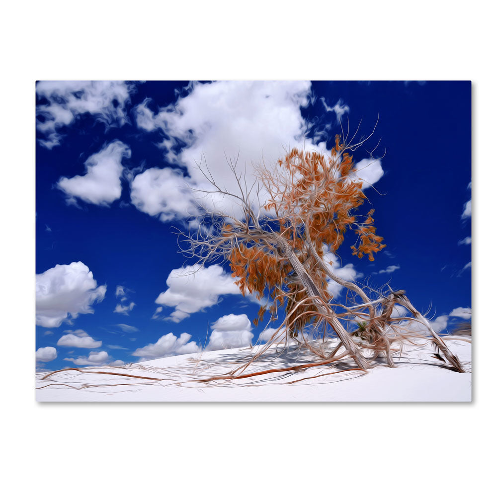 Philippe Sainte-Laudy Burn Tree 14 x 19 Canvas Art Image 1