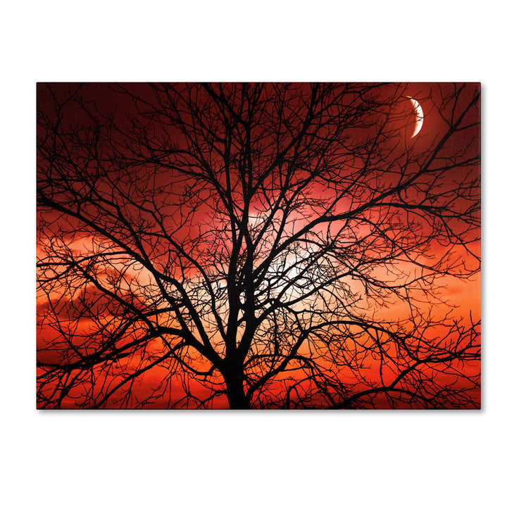 Philippe Sainte-Laudy Big Bad Moon 14 x 19 Canvas Art Image 1