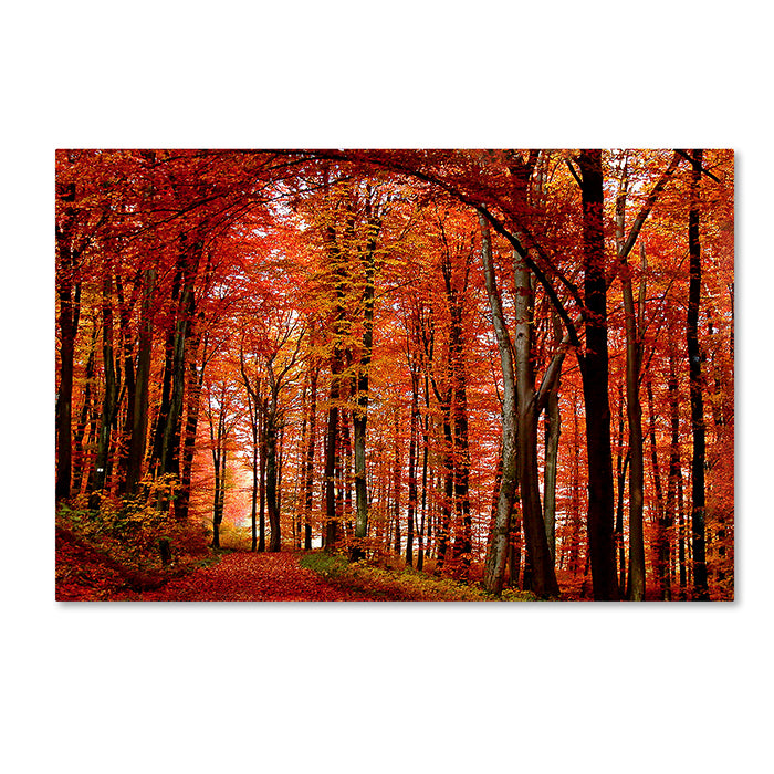 Philippe Sainte-Laudy The Red Way 14 x 19 Canvas Art Image 1