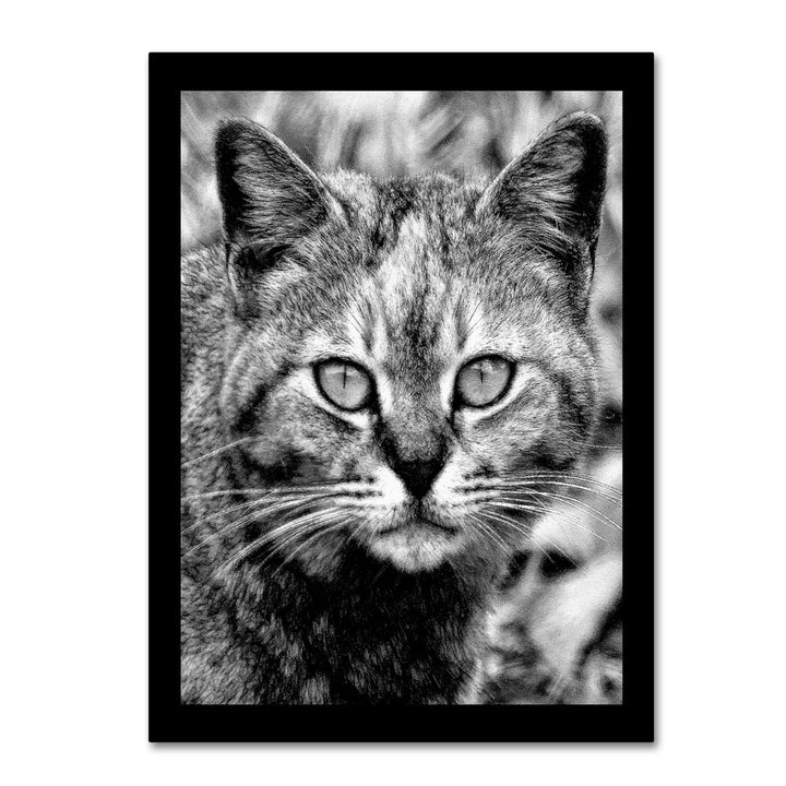 Patty Tuggle Black and White Pretty Kitty 14 x 19 Canvas Art Image 1