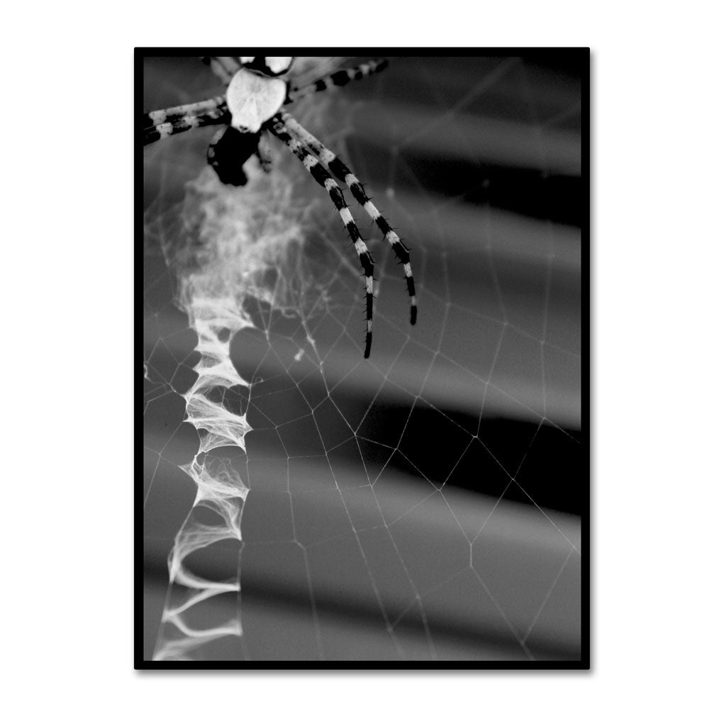 Patty Tuggle Black and White Spider and Web 14 x 19 Canvas Art Image 1