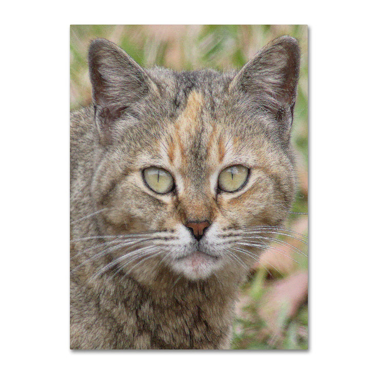 Patty Tuggle Pretty Kitty 14 x 19 Canvas Art Image 1