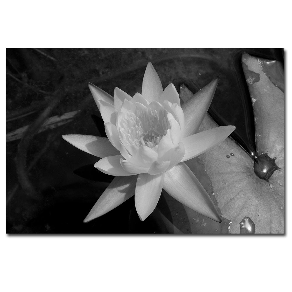 Patty Tuggle Water Lily 14 x 19 Canvas Art Image 1