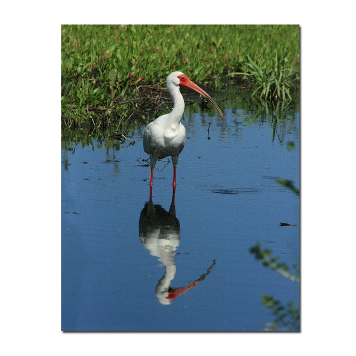 Patty Tuggle Ibis Reflection 14 x 19 Canvas Art Image 1