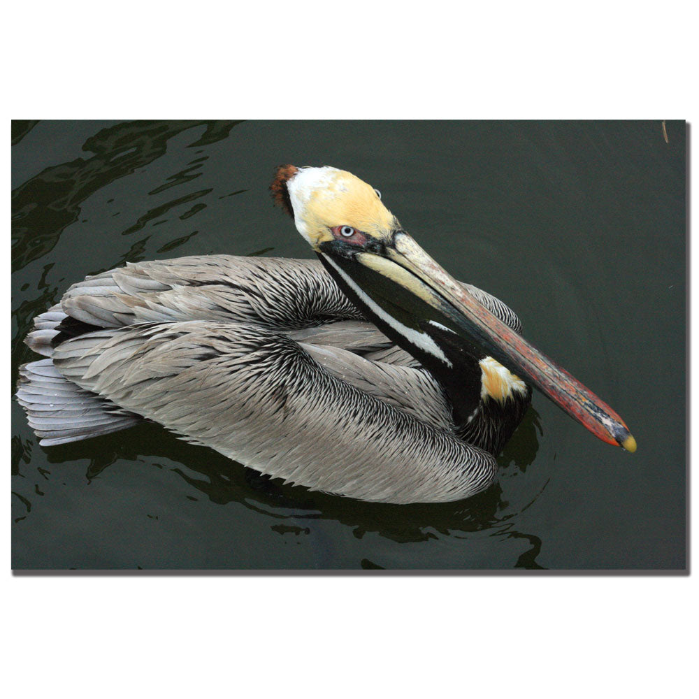 Patty Tuggle Pelican Beauty 14 x 19 Canvas Art Image 1