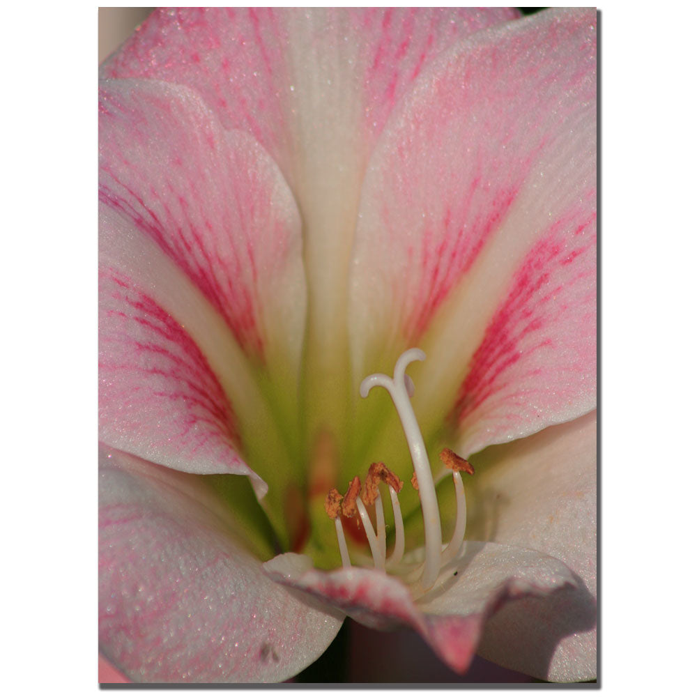 Patty Tuggle Pink Lily 14 x 19 Canvas Art Image 1