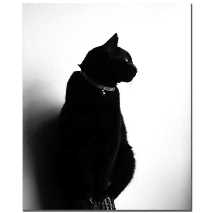 Tammy Davison Chat Noir 14 x 19 Canvas Art Image 1