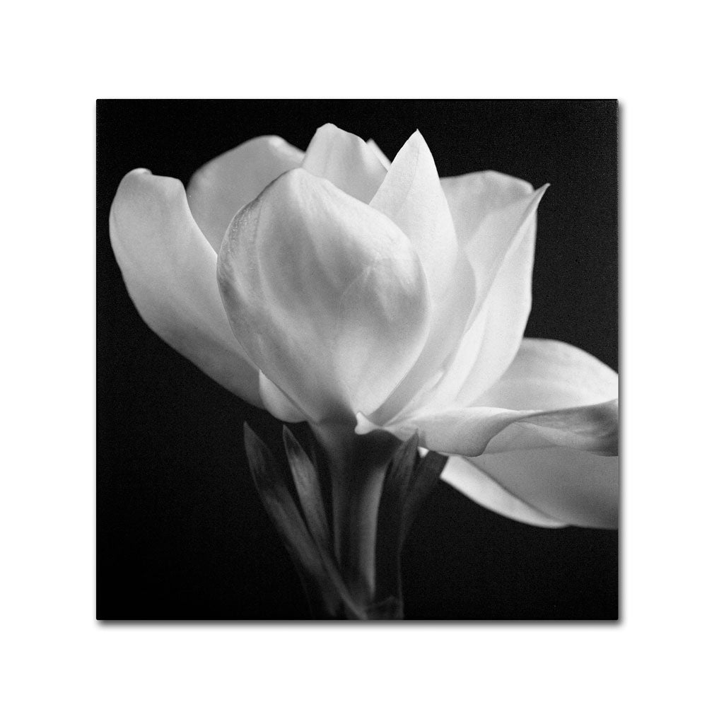 Michael Harrison Gardenia Canvas Wall Art 14 x 14 Image 1