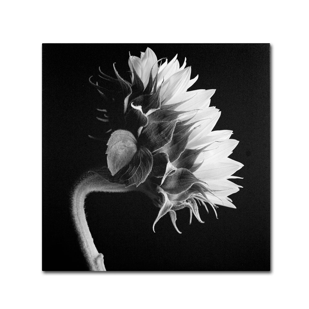 Michael Harrison Sunflower Canvas Wall Art 14 x 14 Image 1