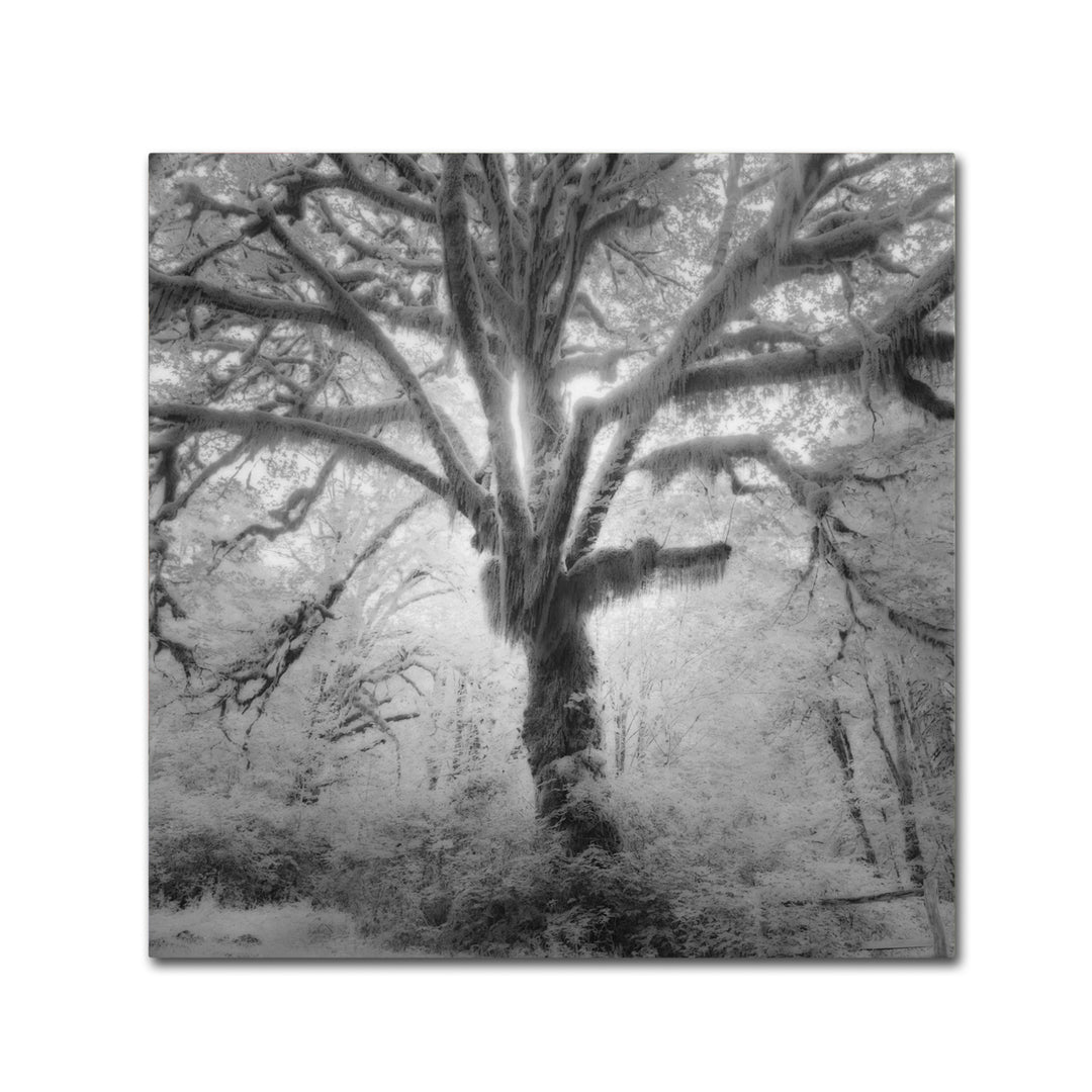 Moises Levy Lightning Tree II Canvas Wall Art 14 x 14 Image 2