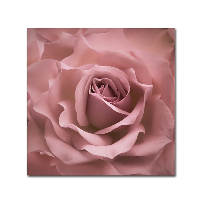 Cora Niele Misty Rose Pink Rose Canvas Wall Art 14 x 14 Image 1