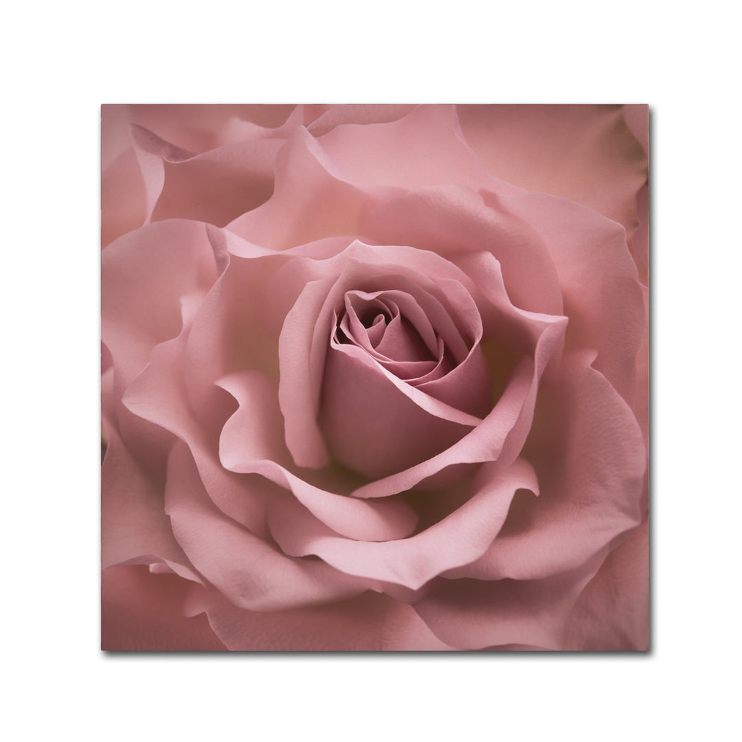 Cora Niele Misty Rose Pink Rose Canvas Wall Art 14 x 14 Image 2