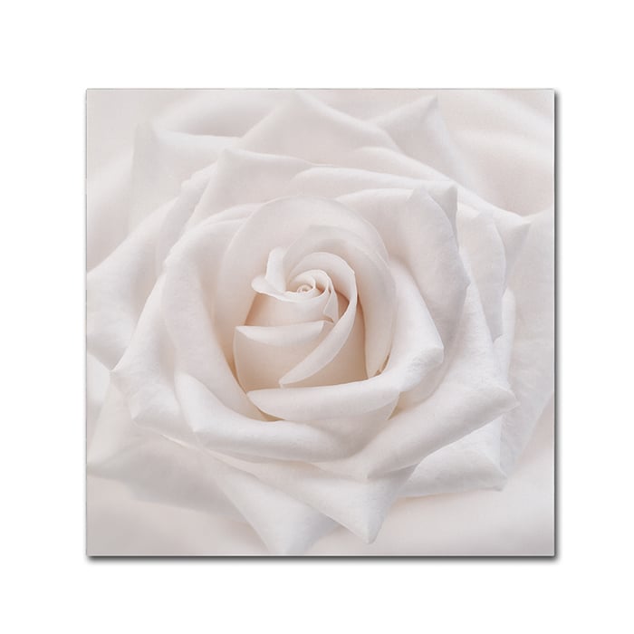 Cora Niele Soft White Rose Canvas Wall Art 14 x 14 Image 1