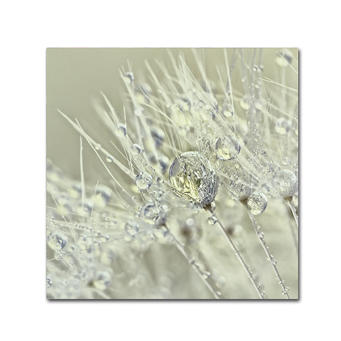 Cora Niele Dandelion Dew III Canvas Wall Art 14 x 14 Image 1