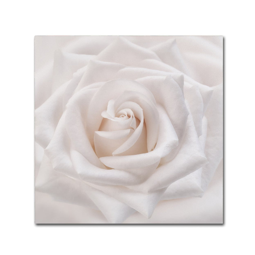 Cora Niele Soft White Rose Canvas Wall Art 14 x 14 Image 2