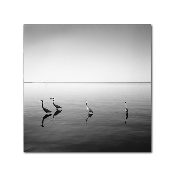 Moises Levy 4 Herons Canvas Wall Art 14 x 14 Image 1